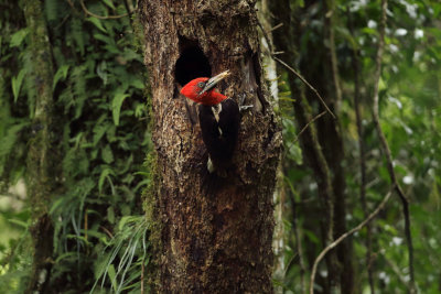 female at nest