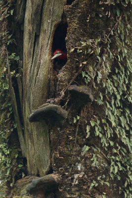 female in roost