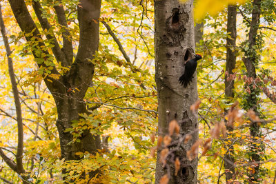 Black Woodpecker Dryocopus martius