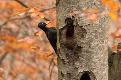 Black Woodpecker (Dryocopus martius)