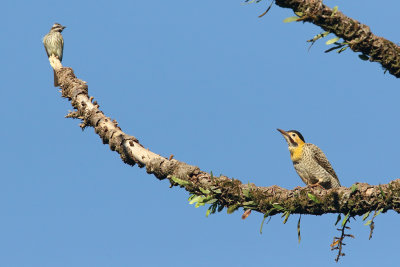 with Variegated Flycacther