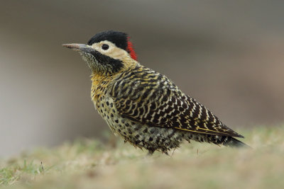 Green-barred Woodpecker 