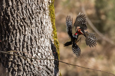 Middle Spotted woodpecker (Dendrocopos medius)