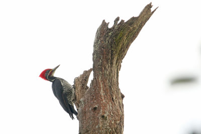 on drumming tree