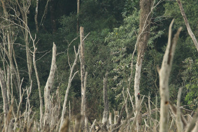 in flood killed trees