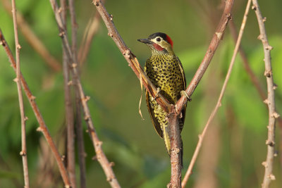 on mandioca plant