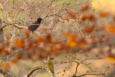 Black Woodpecker (Dryocopus martius)