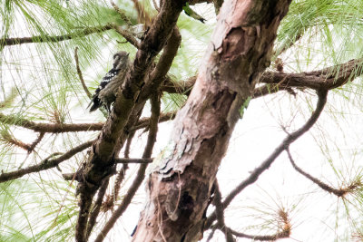 Grey-capped Woodpecker (Picoides canicapillus)