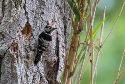 Lesser Spotted Woodpecker Dryobates minor