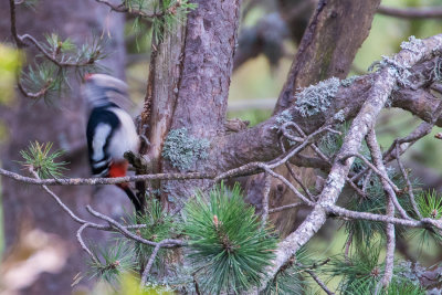 Great Spotted Woodpecker (<i>Dendrocopos major</i>)