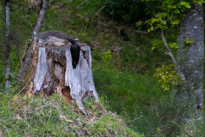 Black Woodpecker (Dryocopus martius)