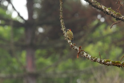 in Araucaria forest