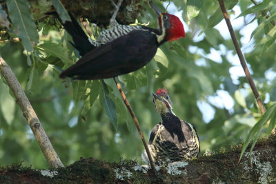 adult and juvenile