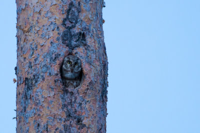 Tengmalm's Owl (Aegolius funereus)