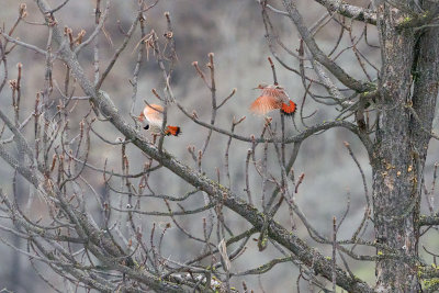 Red-shafted Northern Flicker (Colaptes auratus cafer)