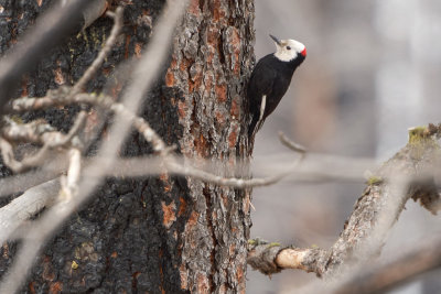 White-headed Woodpecker (Dryobates albolarvatus)