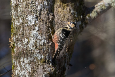 white-backed woodpecker Dendrocopos leucotos lilfordi