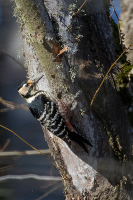 white-backed woodpecker Dendrocopos leucotos lilfordi