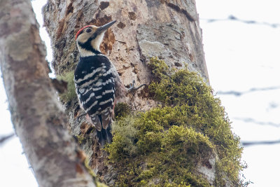 white-backed woodpecker Dendrocopos leucotos lilfordi