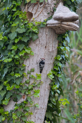 Lesser Spotted Woodpecker Dryobates minor