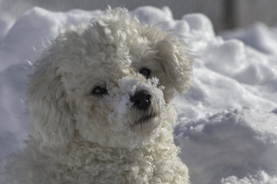 Snow Dog II