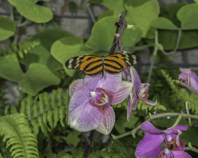 Tiger Butterfly on Orchid