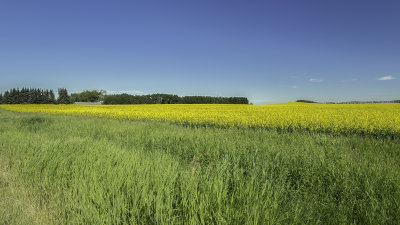 Canola On The Rise 