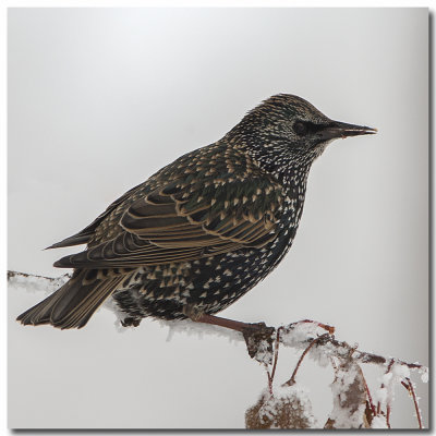 Starling in Winter
