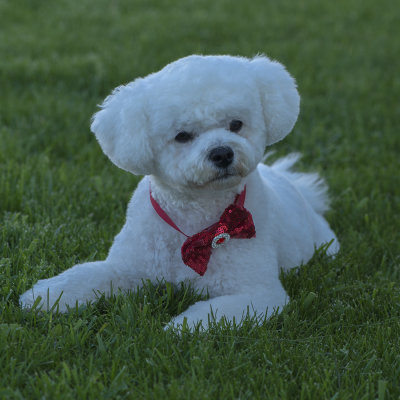 Red Bow Tie