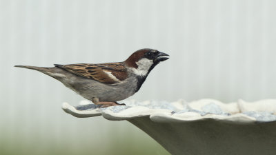 Male Sparrow at the Water Dish