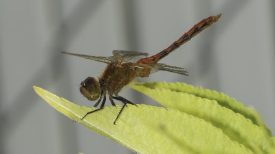 Red & Brown Dragon Fly