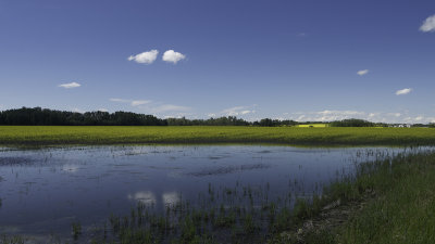 July Farmscape