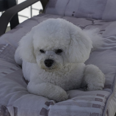 Maggie chillin on her deck chair !