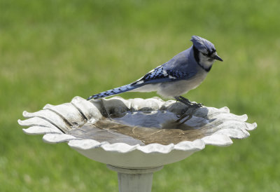 Blue Jay In Thought