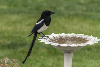 Magpie at the water dish