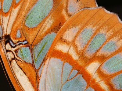 Butterfly wing detail...Malachite