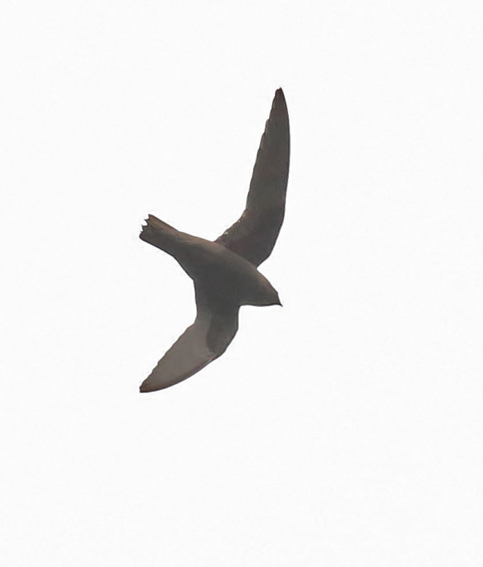 White-naped Swift