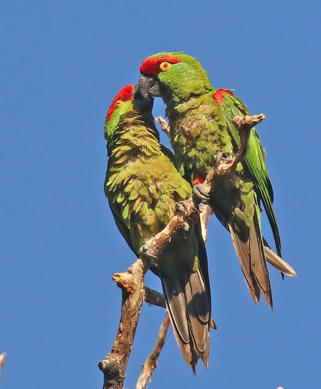 Thick-billed Parrot