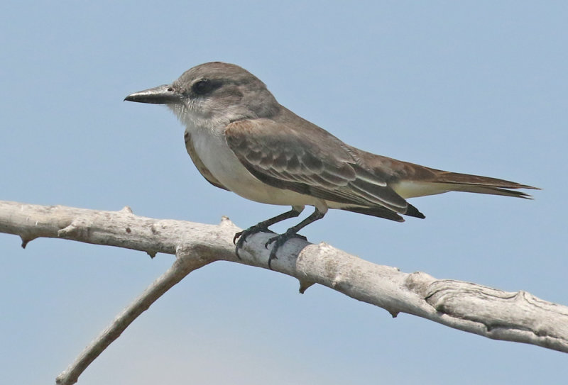 Gray Kingbird