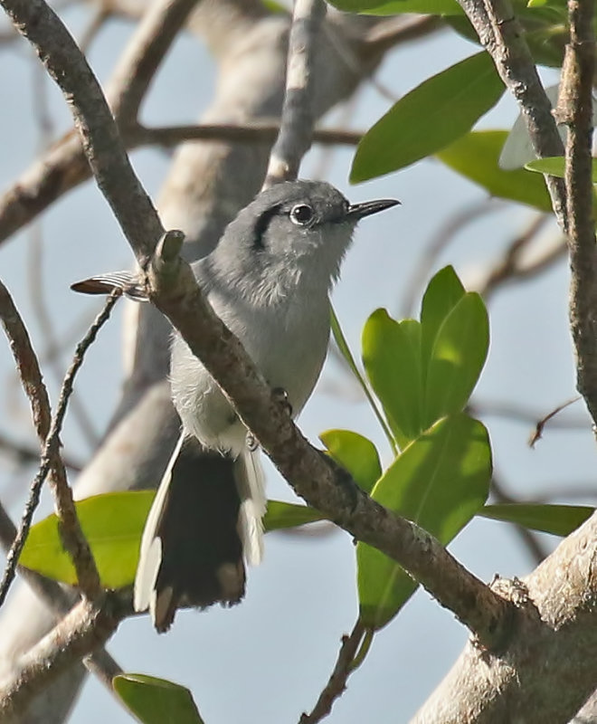 Cuban Gnatcatcher