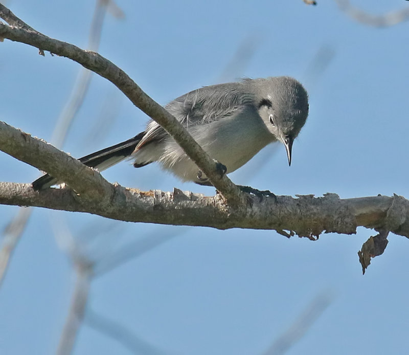 Cuban Gnatcatcher