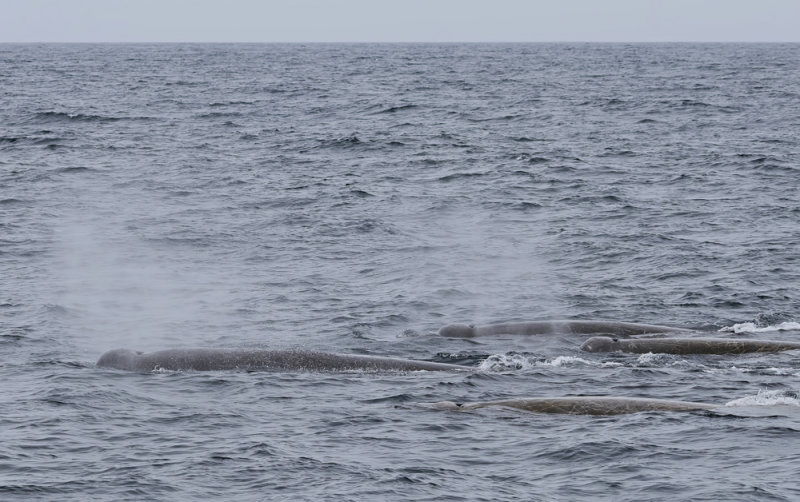 Bairds Beaked Whale