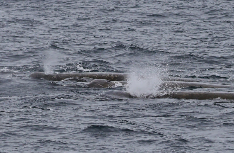 Bairds Beaked Whale