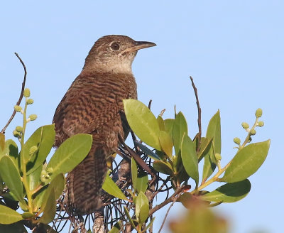 Zapata Wren