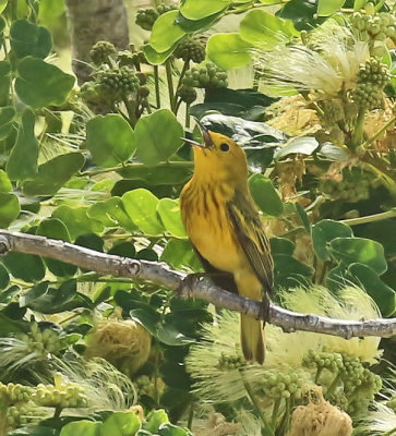 Yellow Warbler (Golden)