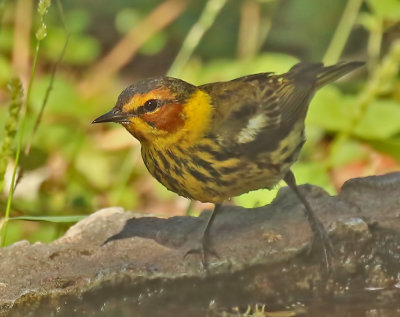 Cape May Warbler