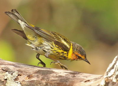 Cape May Warbler