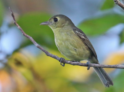 Cuban Vireo