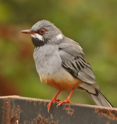 Red-legged Thrush