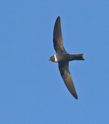White-collared Swift